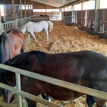 Bild: Stall in  Kupferzell