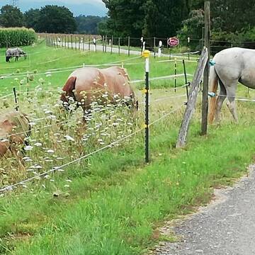 Bild: Stall in  Kehl