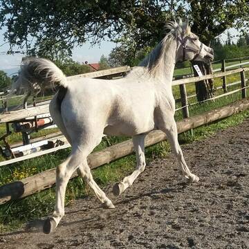 Bild: Service in  Wangen im Allgäu