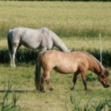 Bild: Stall in  Langelsheim