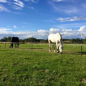 Bild: Stall in  Ampfing