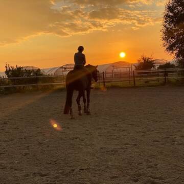 Bild: Stall in  Mutterstadt