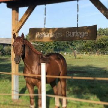 Bild: Stall in  Telgte