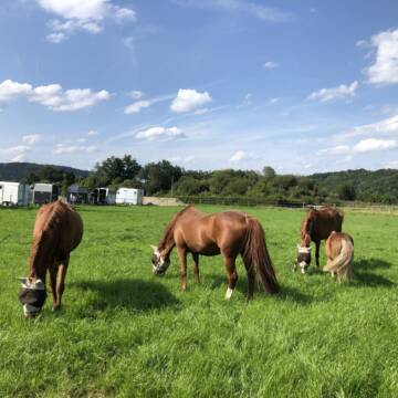Bild: Stall in  Holzolling