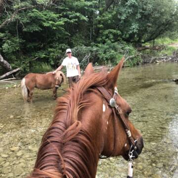 Bild: Stall in  Holzolling