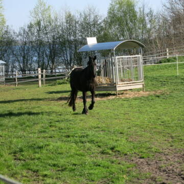 Bild: Stall in  Nehmten