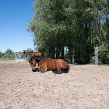 Bild: Stall in  Bötzow