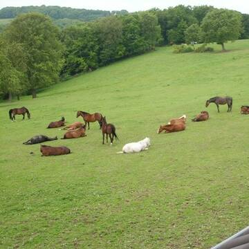 Bild: Stall in  Hennef (Sieg)