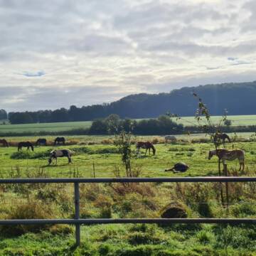 Bild: Stall in  Melle