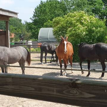 Bild: Stall in  Syke