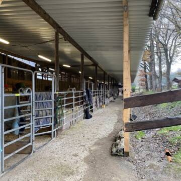 eine Stallgasse der Einzelboxen