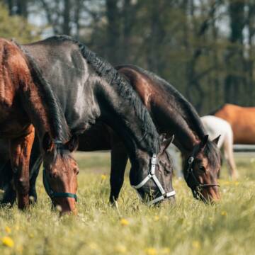 Bild: Stall in  Stuckenbusch