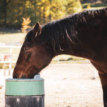 Bild: Stall in  Wüstenbuchau