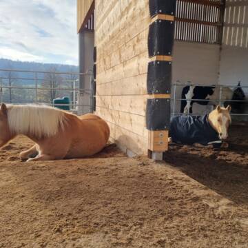 Bild: Stall in  Sinsheim
