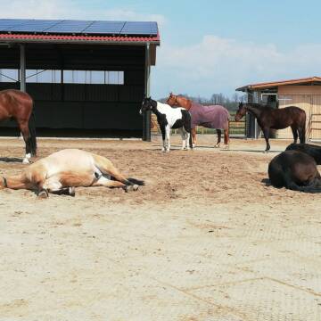 Bild: Stall in  Fernwald