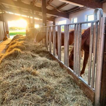 Bild: Stall in  Langenau