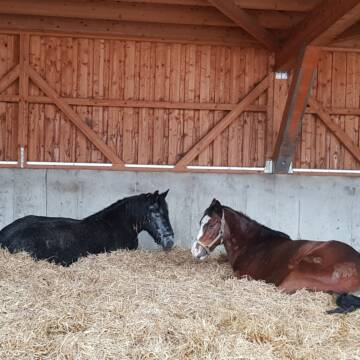 Bild: Stall in  Eicherloh