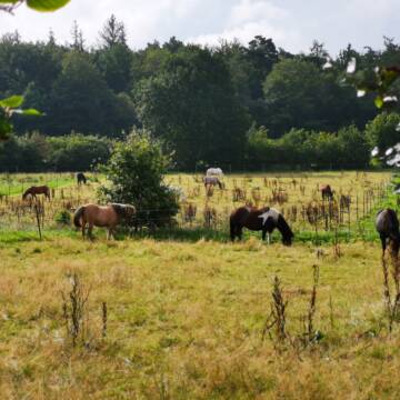 Bild: Stall in  Groß Offenseth-Aspern