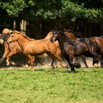 Bild: Stall in  Mehren (Westerwald)