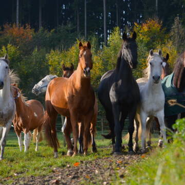 Bild: Stall in  Erdweg