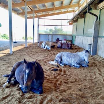 Gruppenhaltung - alle ruhen zusammen