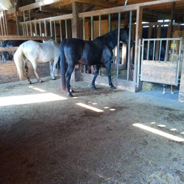 Bild: Stall in  Mühlacker