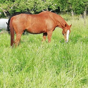 Bild: Stall in  Mühlacker