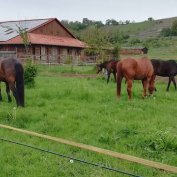 Bild: Stall in  Mühlacker