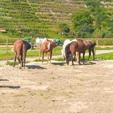 Bild: Stall in  Mühlacker