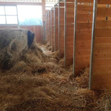 Bild: Stall in  Feldkirchen-Westerham