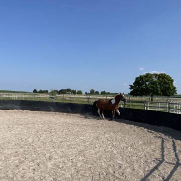 Bild: Stall in  Markgröningen