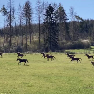 Bild: Stall in  Carnoux-en-Provence