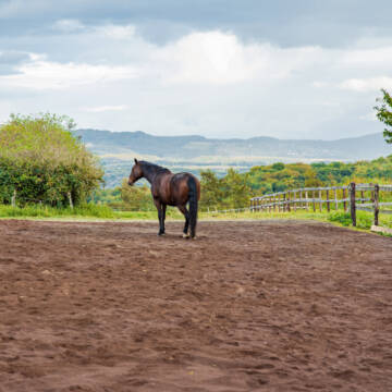 Bild: Stall in  Grafschaft