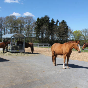 Bild: Stall in  Daaden