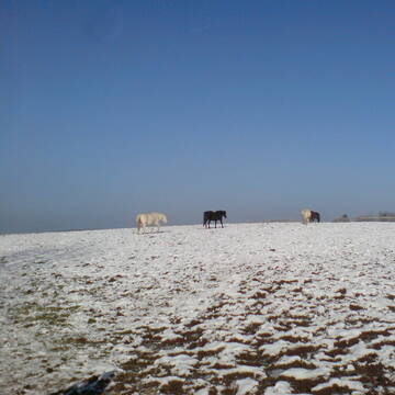 Weidegang auch im Winter !!!