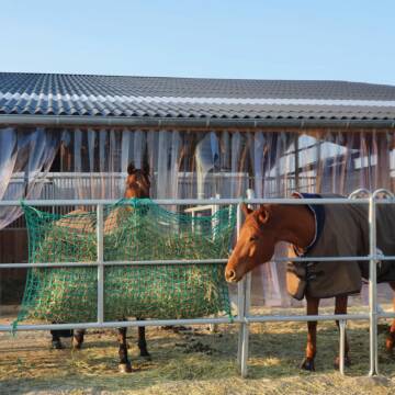 Bild: Stall in  Wyhlen