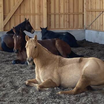 Bild: Stall in  Wyhlen