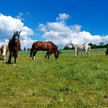 Bild: Stall in  Lohrhaupten