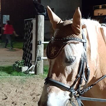 Bild: Reitbeteiligung in  Ramelsbach