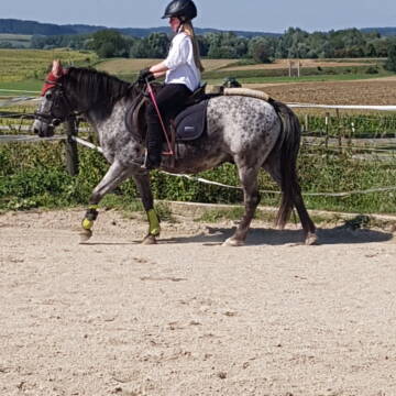 Bild: Reitbeteiligung in  Ramelsbach