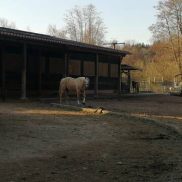 Bild: Stall in  Schlechtbach