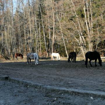 Bild: Stall in  Schlechtbach