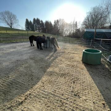 Offenstall für Allergiker