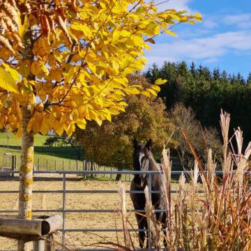 Bild: Stall in  Winterlingen