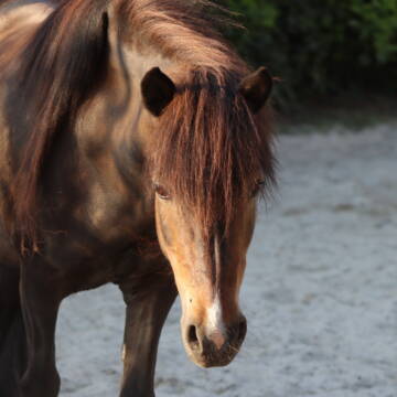 Bild: Reitbeteiligung in  Roda