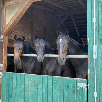 Bild: Stall in  Hänigsen