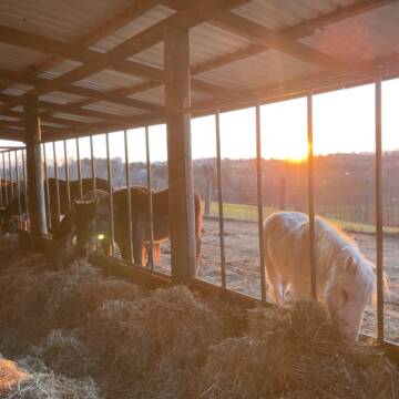 Bild: Stall in  Burscheid