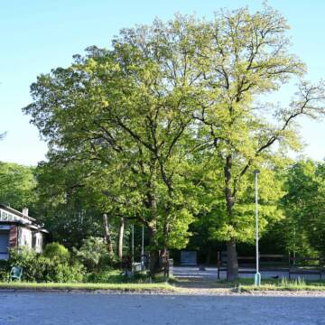 Außenplätze mitten im Grünen