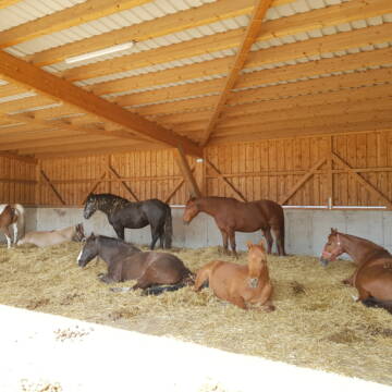 Bild: Stall in  Eicherloh