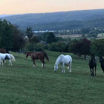 Bild: Stall in  Stegen